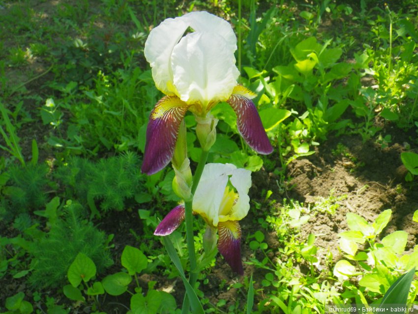 Ирисы в моем саду. Цветов много не бывает