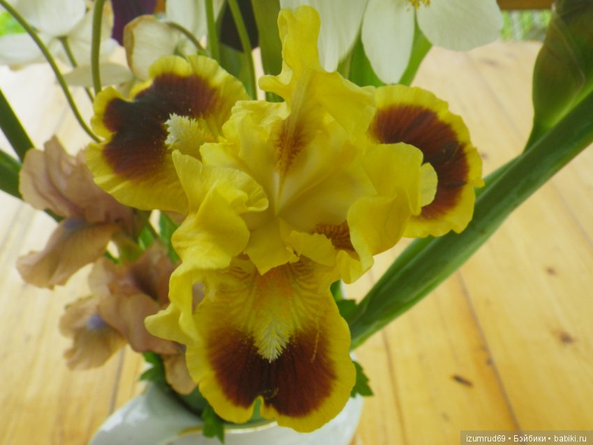 Ирисы в моем саду. Цветов много не бывает (фото 8)