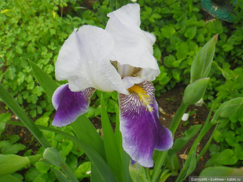 Ирисы в моем саду. Цветов много не бывает