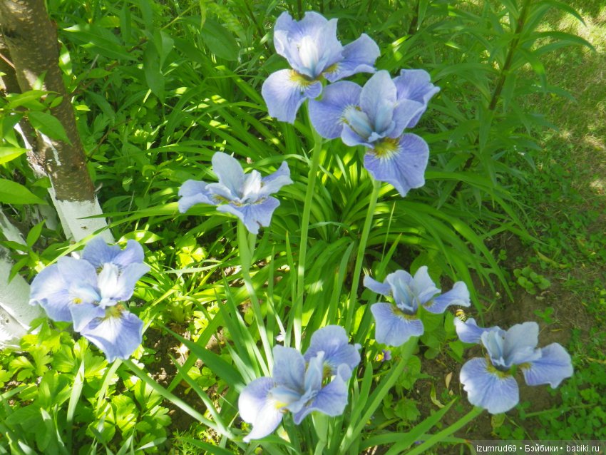 Ирисы в моем саду. Цветов много не бывает