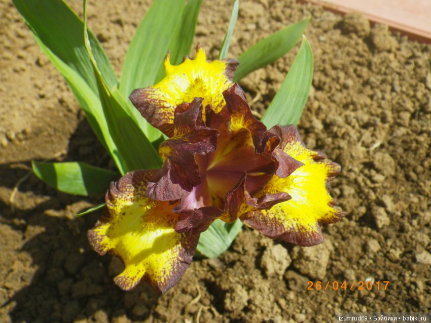 Ирисы в моем саду. Цветов много не бывает