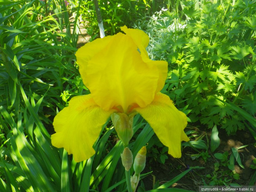 Ирисы в моем саду. Цветов много не бывает