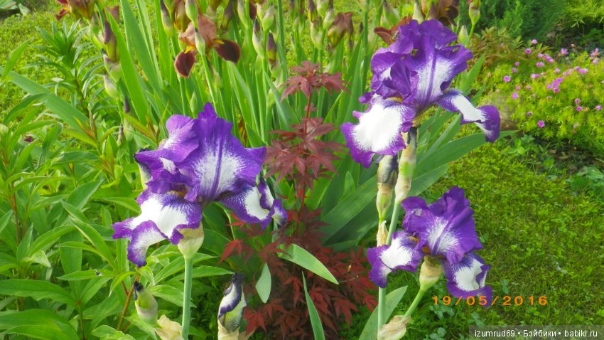 Ирисы в моем саду. Цветов много не бывает