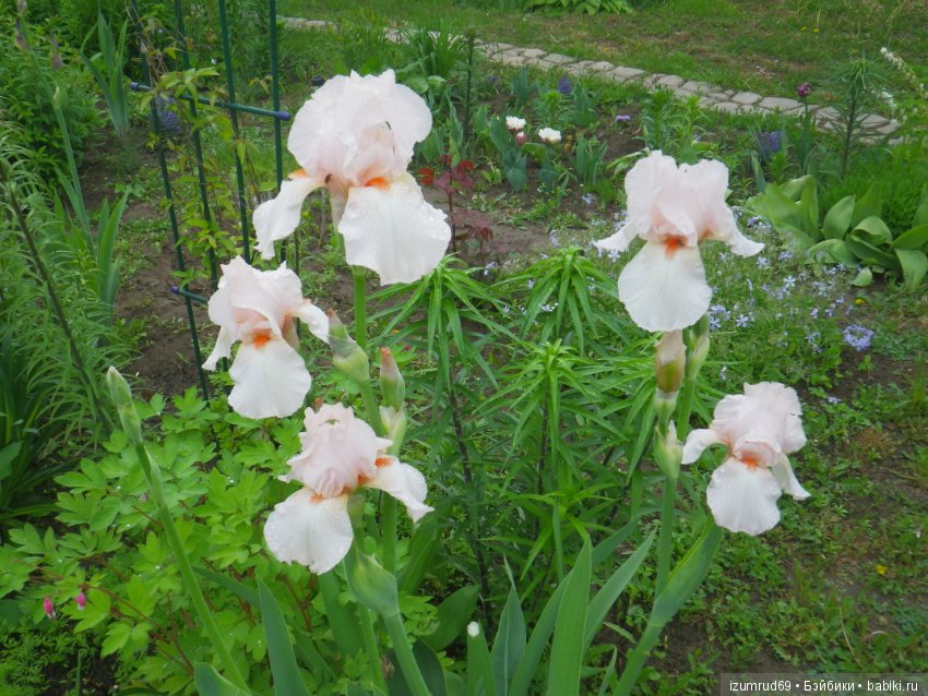 Ирисы в моем саду. Цветов много не бывает