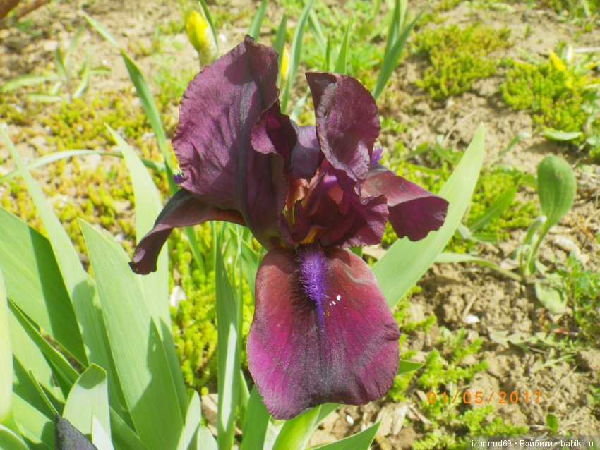 Ирисы в моем саду. Цветов много не бывает (фото 2)