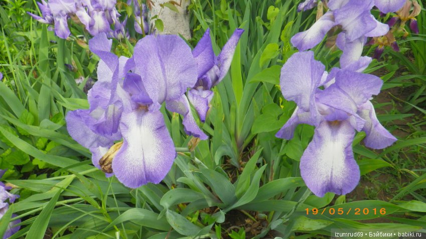 Ирисы в моем саду. Цветов много не бывает