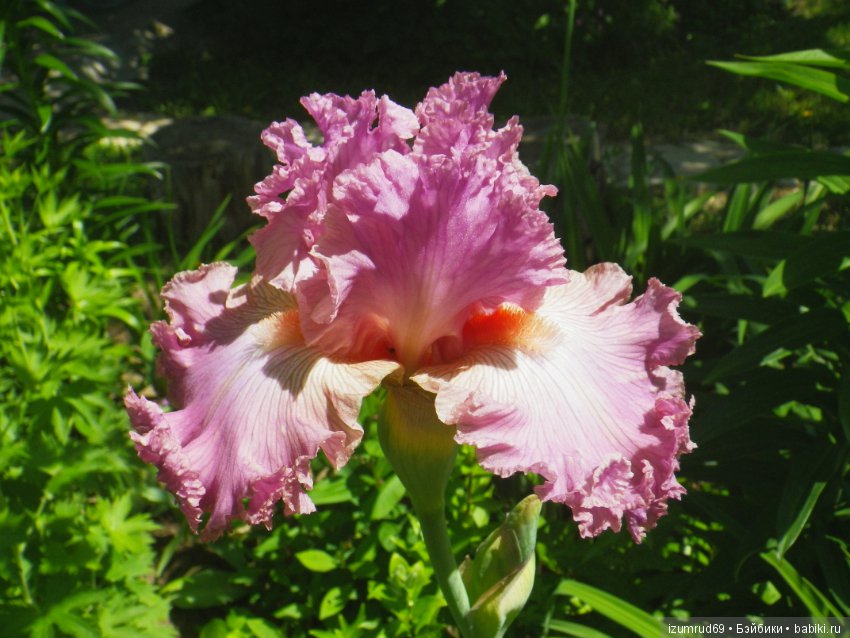 Ирисы в моем саду. Цветов много не бывает