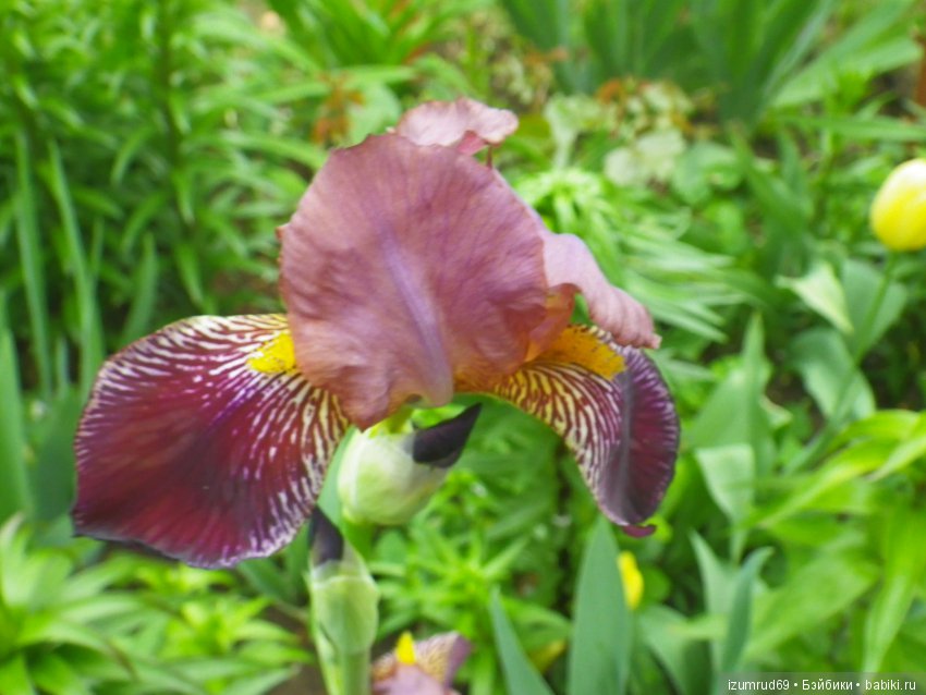 Ирисы в моем саду. Цветов много не бывает