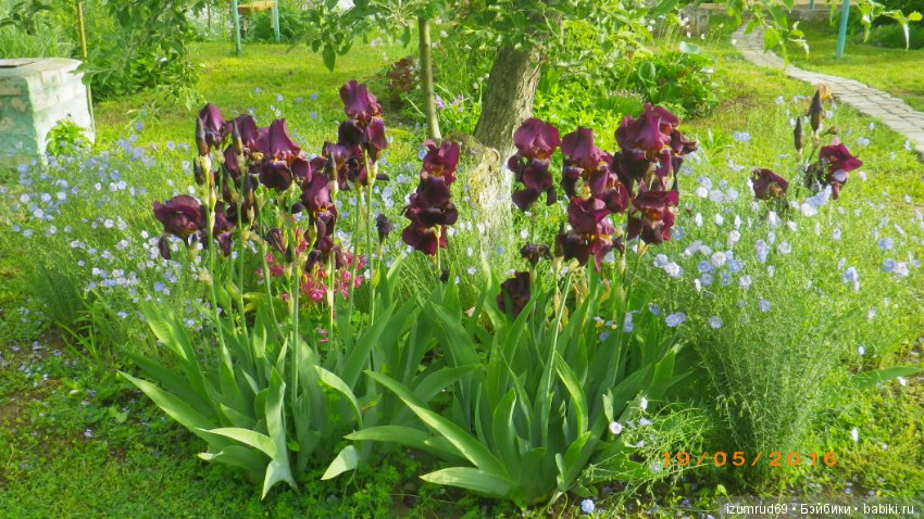 Ирисы в моем саду. Цветов много не бывает