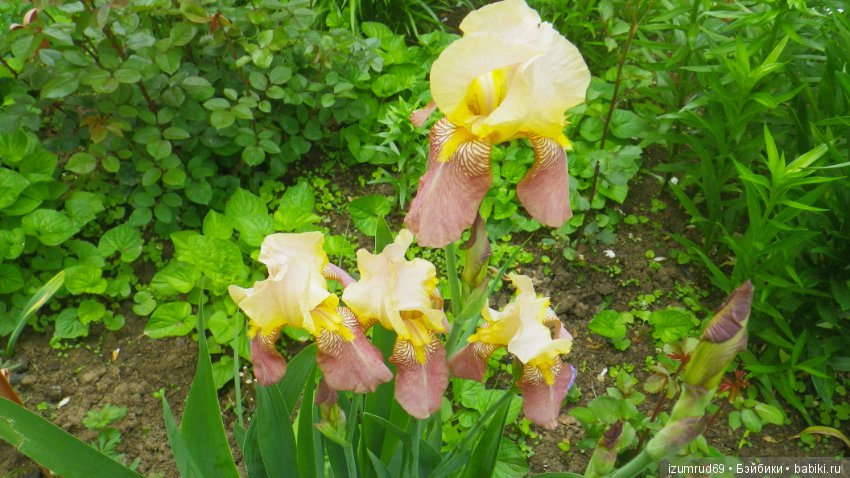 Ирисы в моем саду. Цветов много не бывает