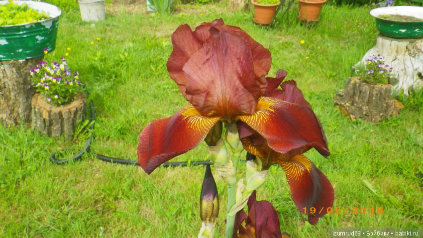 Ирисы в моем саду. Цветов много не бывает