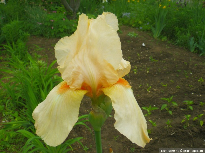 Ирисы в моем саду. Цветов много не бывает