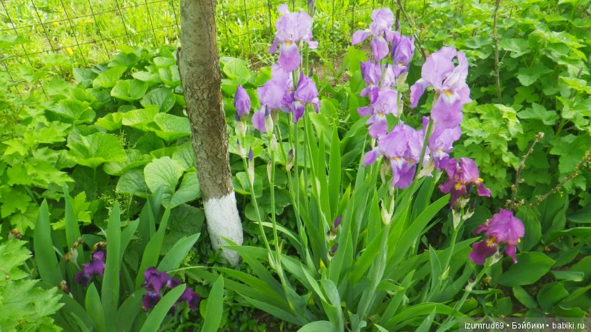 Ирисы в моем саду. Цветов много не бывает