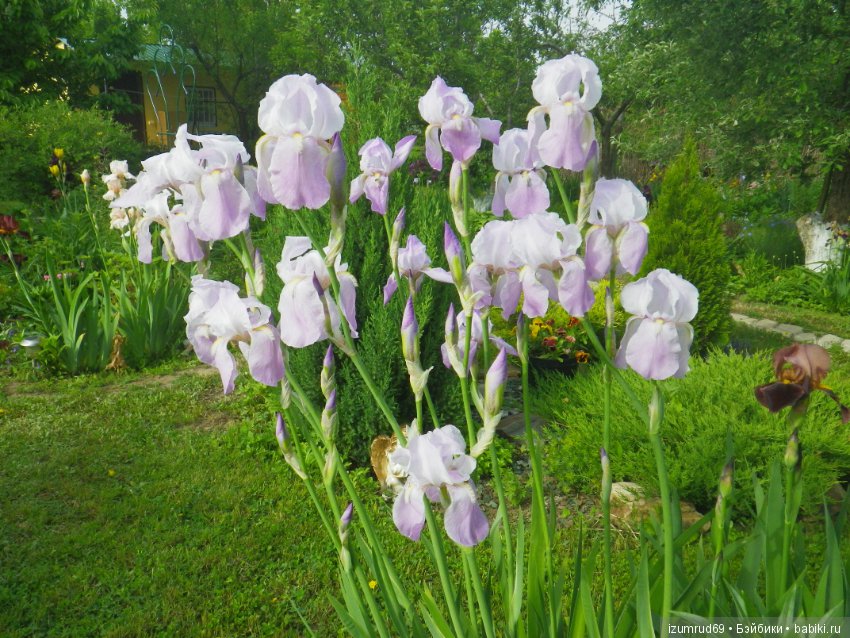 Ирисы в моем саду. Цветов много не бывает