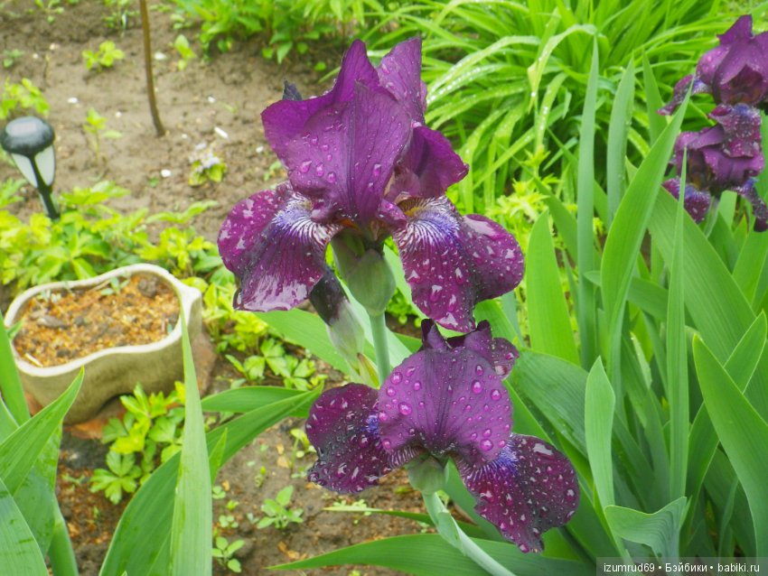 Ирисы в моем саду. Цветов много не бывает
