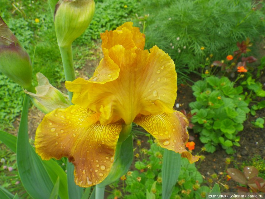 Ирисы в моем саду. Цветов много не бывает