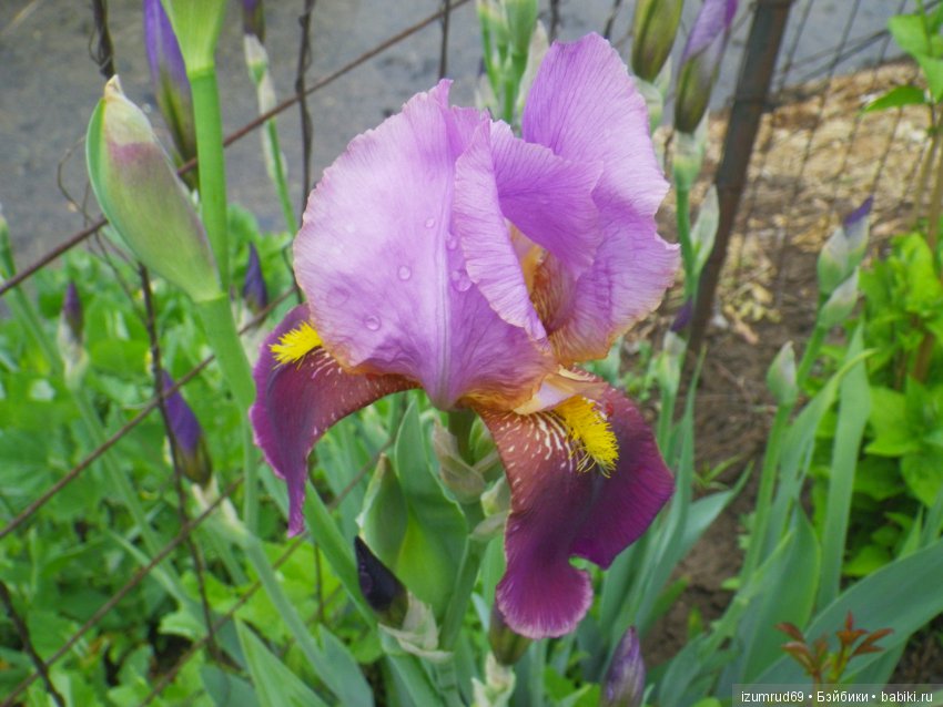 Ирисы в моем саду. Цветов много не бывает