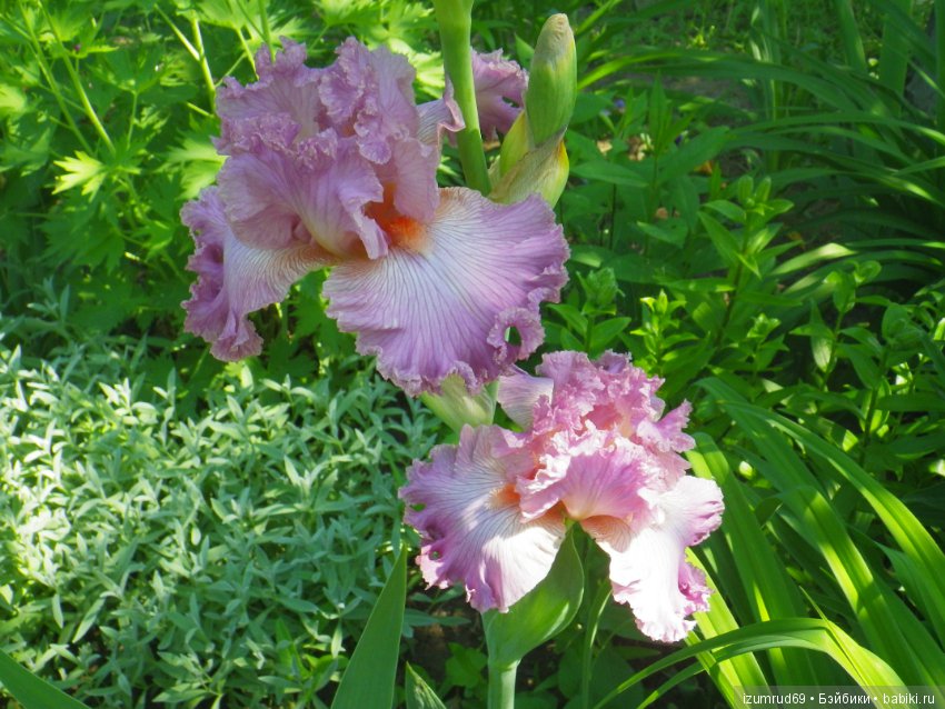 Ирисы в моем саду. Цветов много не бывает