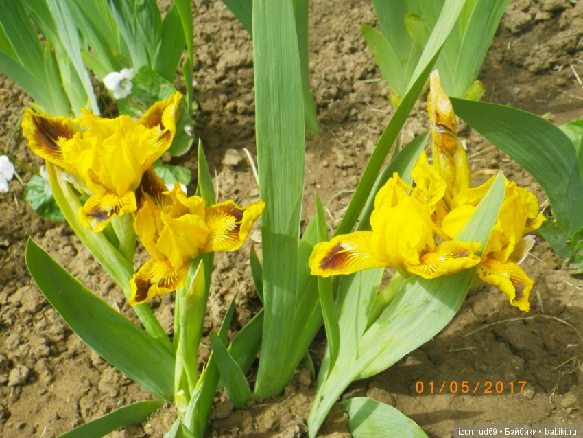 Ирисы в моем саду. Цветов много не бывает (фото 3)