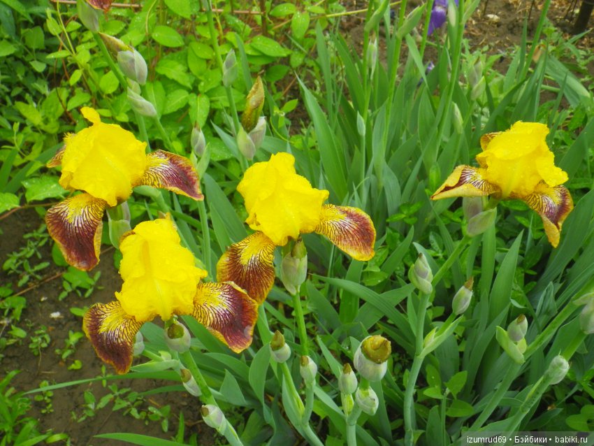 Ирисы в моем саду. Цветов много не бывает
