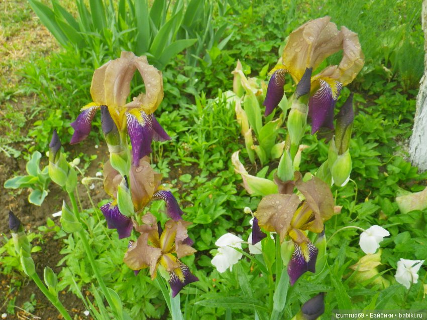 Ирисы в моем саду. Цветов много не бывает