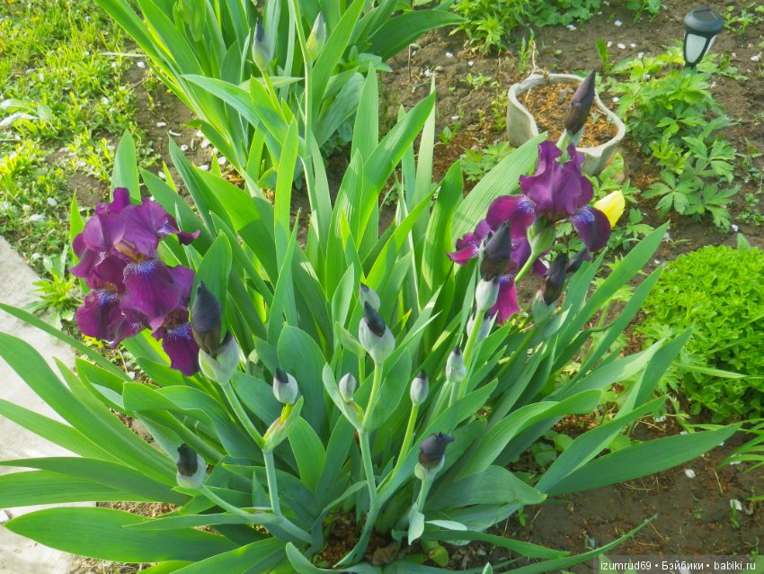 Ирисы в моем саду. Цветов много не бывает (фото 6)