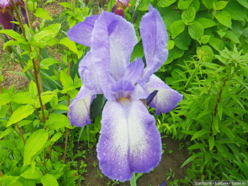 Ирисы в моем саду. Цветов много не бывает
