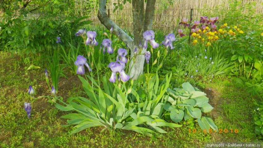 Ирисы в моем саду. Цветов много не бывает