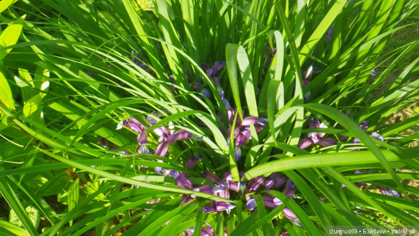 Ирисы в моем саду. Цветов много не бывает