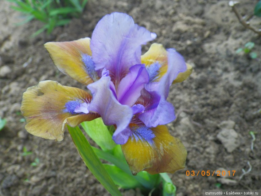 Ирисы в моем саду. Цветов много не бывает (фото 4)