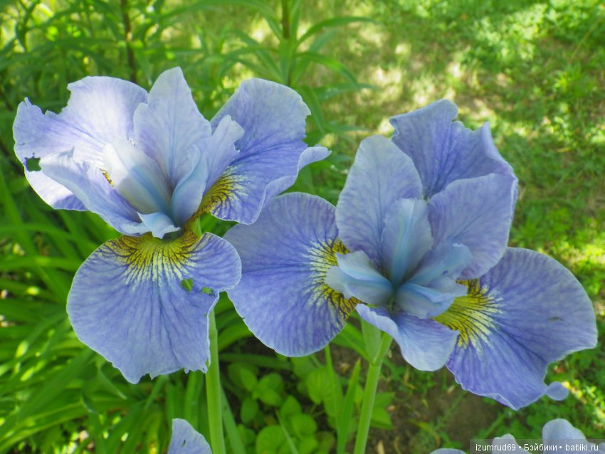 Ирисы в моем саду. Цветов много не бывает