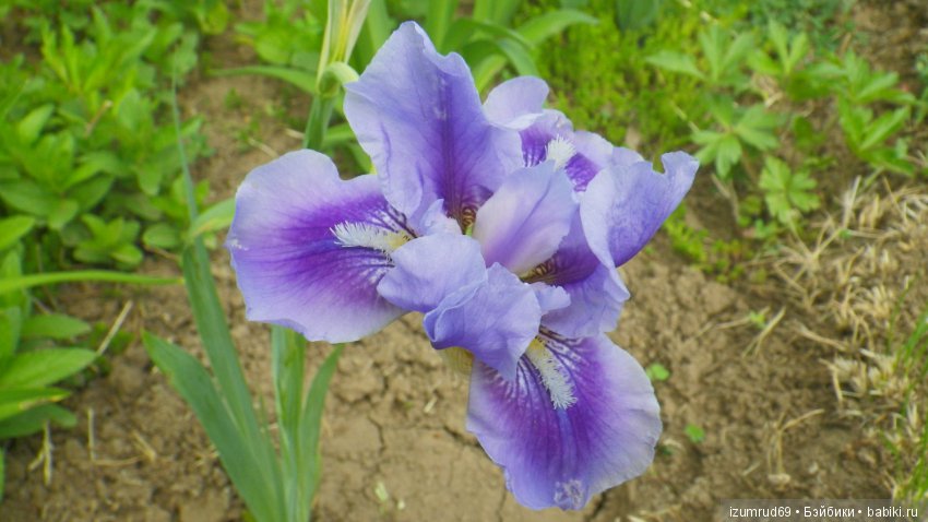 Ирисы в моем саду. Цветов много не бывает (фото 7)
