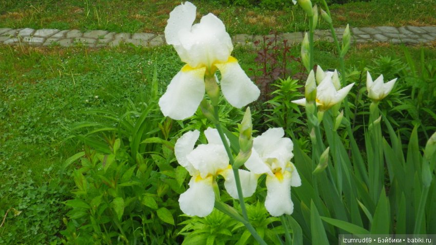 Ирисы в моем саду. Цветов много не бывает (фото 10)