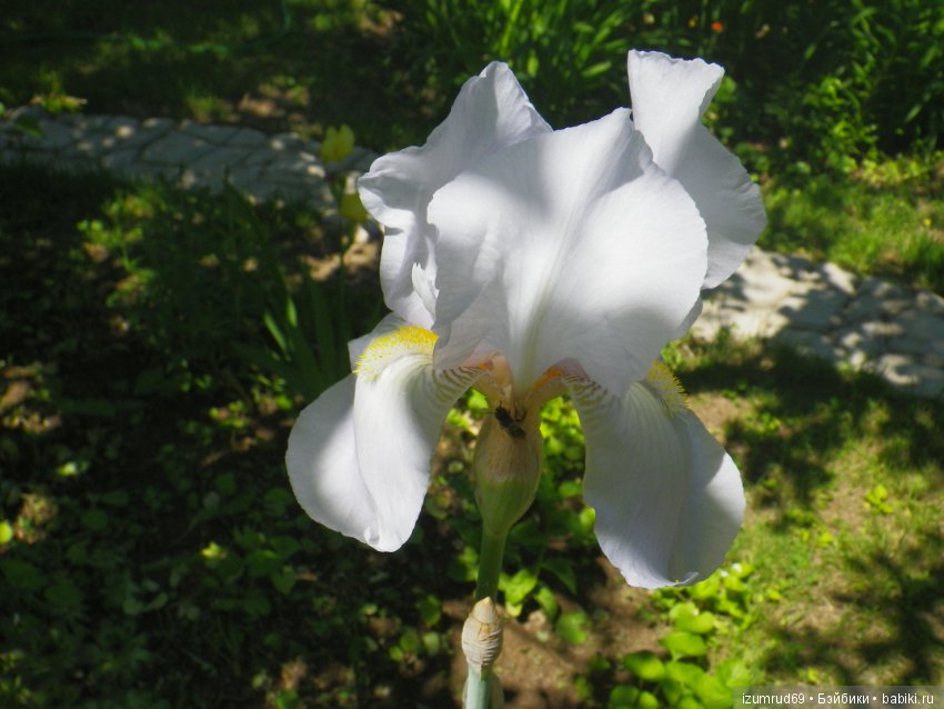 Ирисы в моем саду. Цветов много не бывает