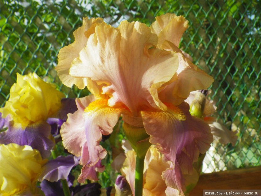 Ирисы в моем саду. Цветов много не бывает