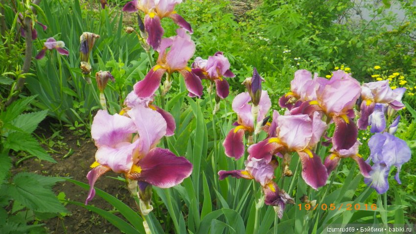 Ирисы в моем саду. Цветов много не бывает