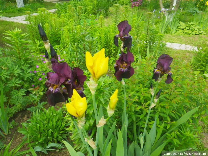 Ирисы в моем саду. Цветов много не бывает