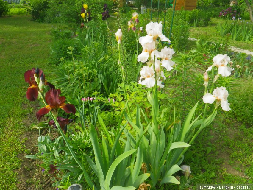 Ирисы в моем саду. Цветов много не бывает