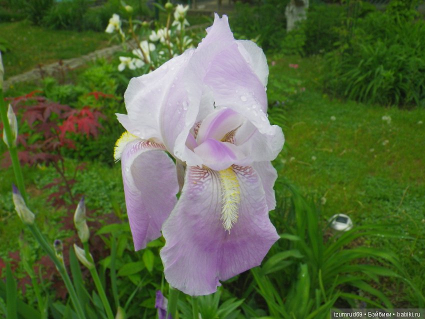 Ирисы в моем саду. Цветов много не бывает