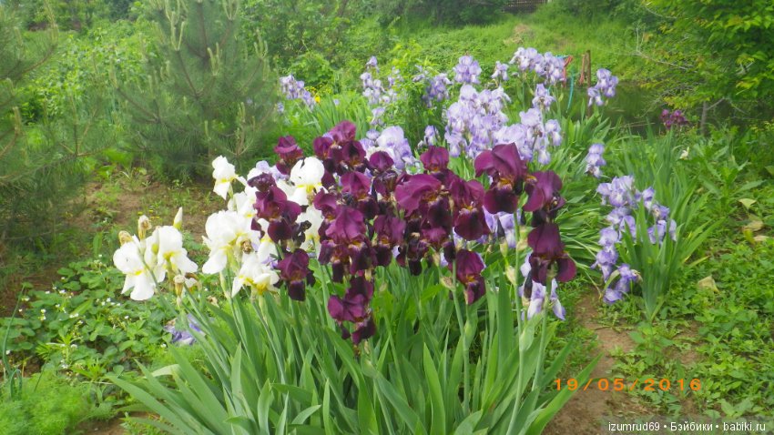 Ирисы в моем саду. Цветов много не бывает