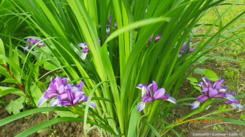 Ирисы в моем саду. Цветов много не бывает