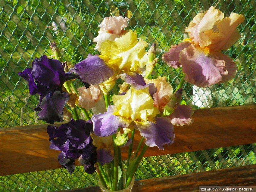 Ирисы в моем саду. Цветов много не бывает
