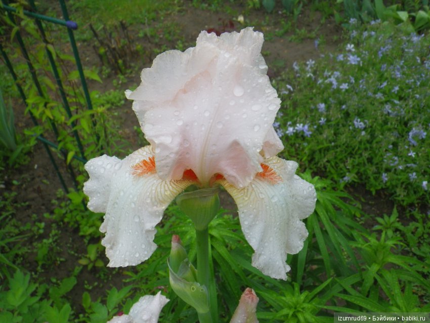 Ирисы в моем саду. Цветов много не бывает