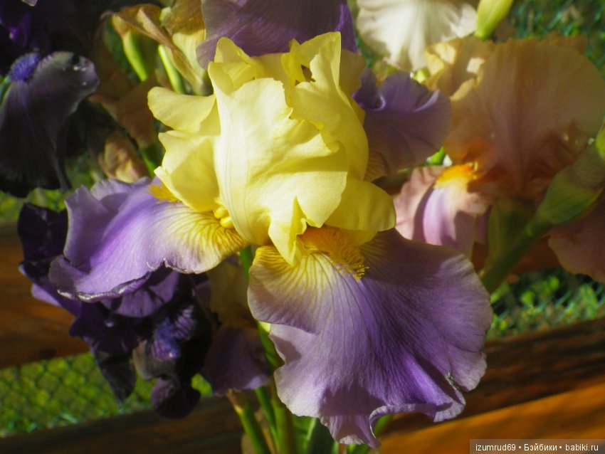 Ирисы в моем саду. Цветов много не бывает