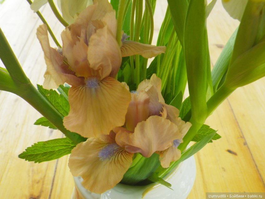 Ирисы в моем саду. Цветов много не бывает (фото 9)