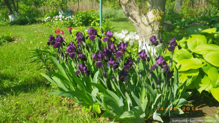 Ирисы в моем саду. Цветов много не бывает
