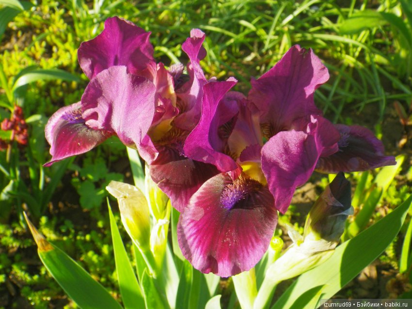 Ирисы в моем саду. Цветов много не бывает (фото 5)