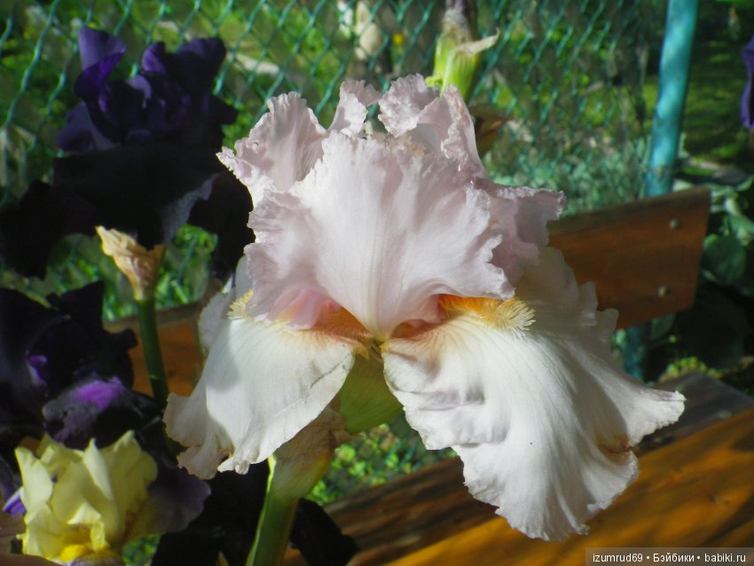 Ирисы в моем саду. Цветов много не бывает