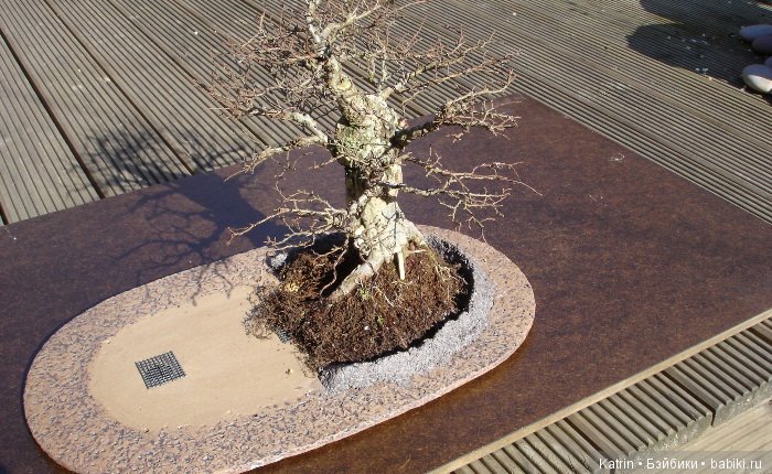 Дом хоббита в тени бонсая: проект Криса Гайза (фото 4)