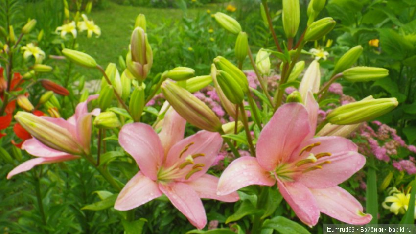 Лилии в моем саду. Продолжаю цветочную тему (фото 10)